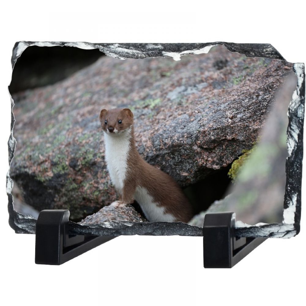 Stoat 1 30 x 20.jpg