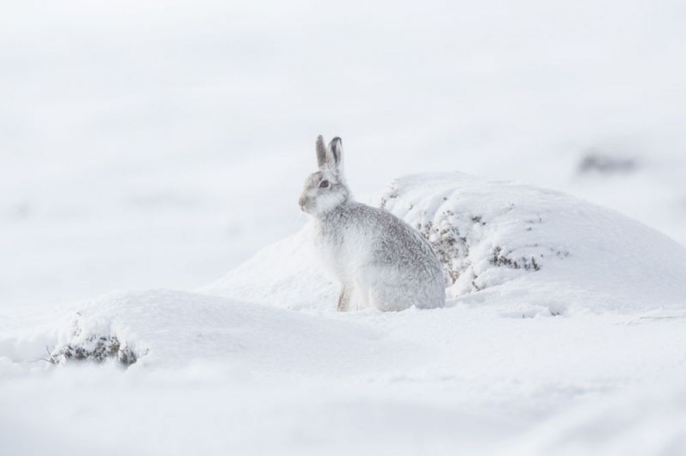 mountain-hare-six-feb-large.jpg