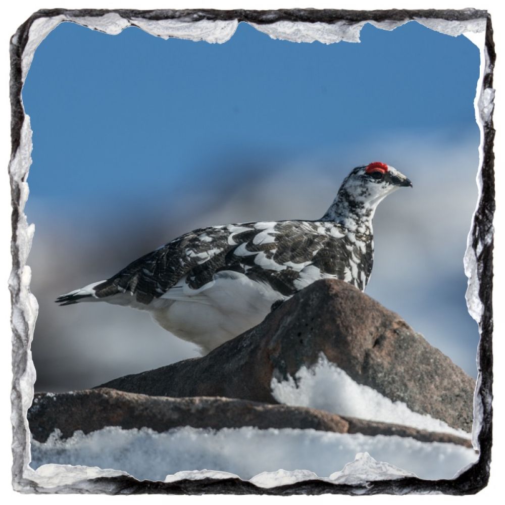 Ptarmigan 4 9 x 9 slate coaster.jpg