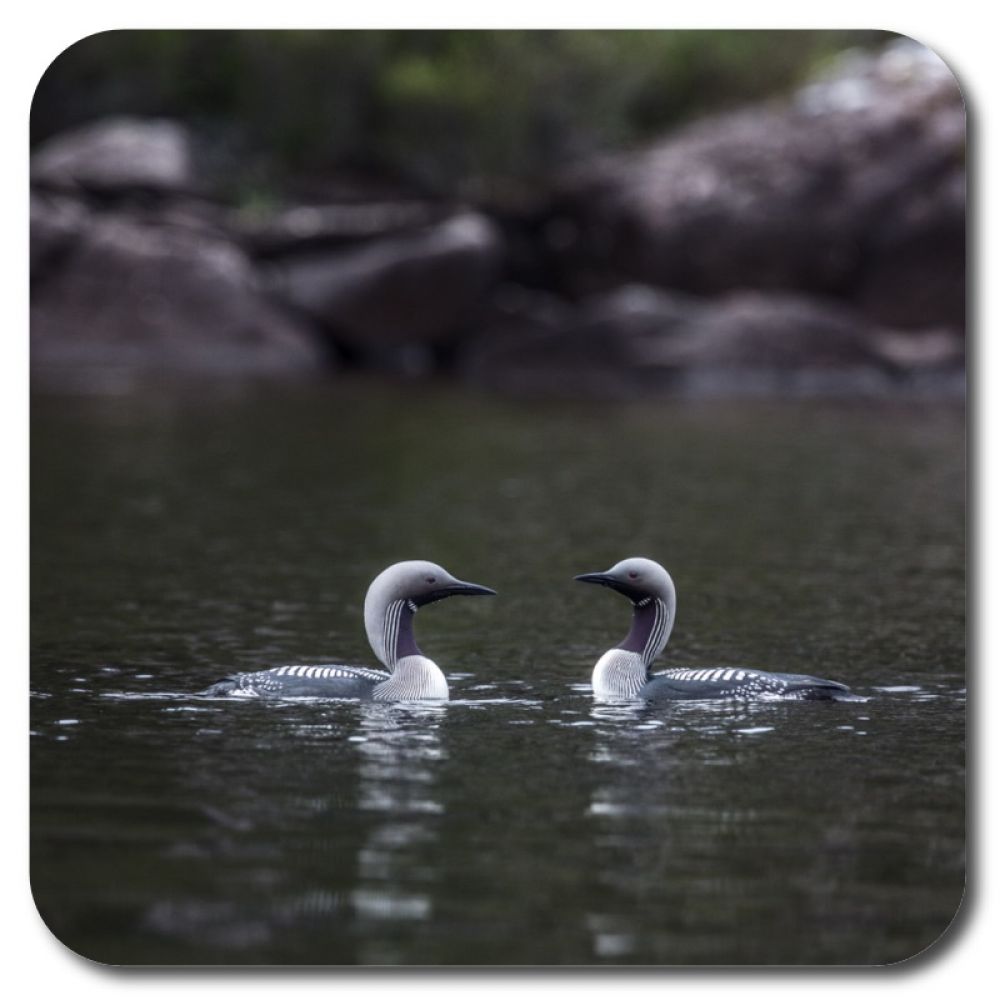 Black Throated Divers 2 10 x 10 MDF coaster for web.jpg