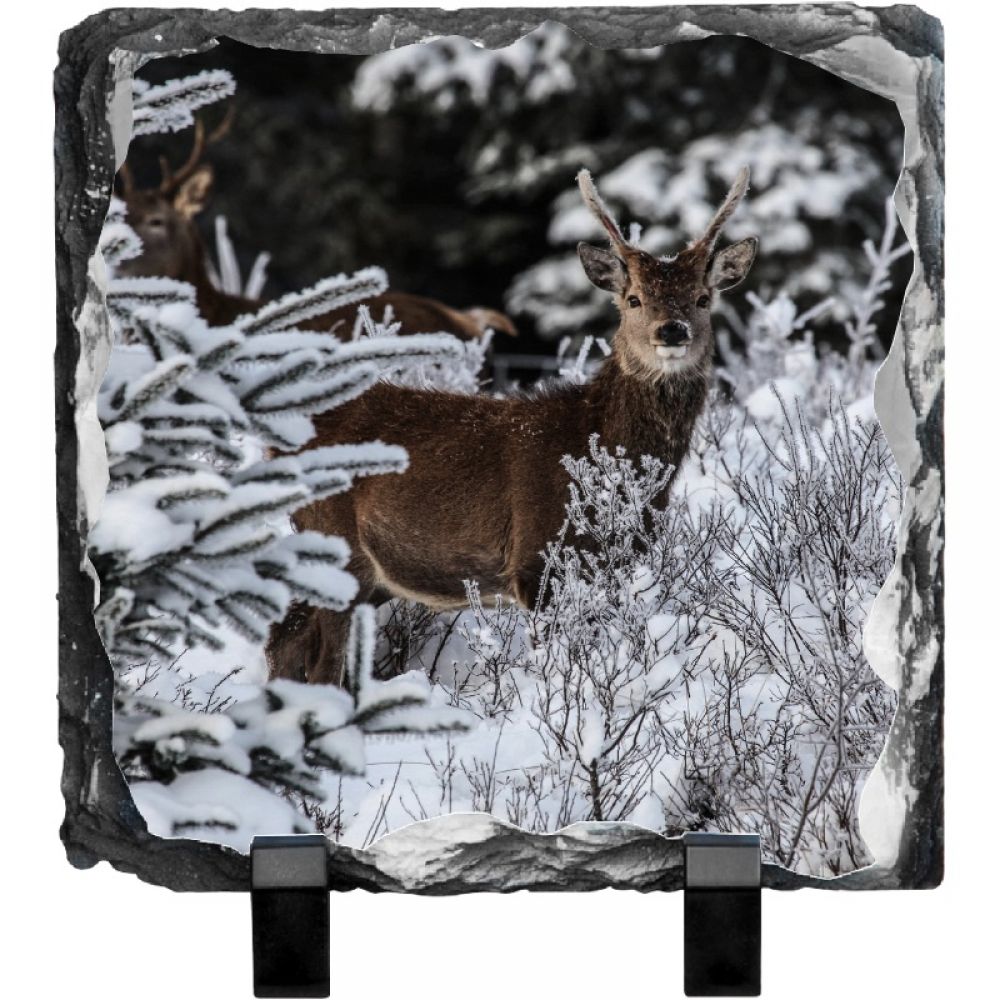 red stag 19.jpg
