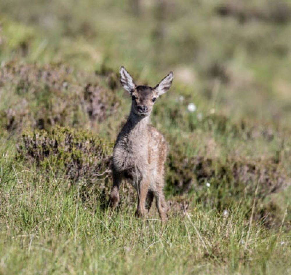 red-deer-calf-two-large.jpg