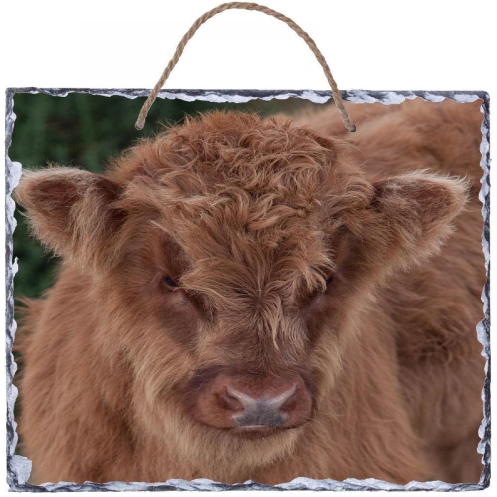 H Calf 1 30 x 25 hanging slate.jpg