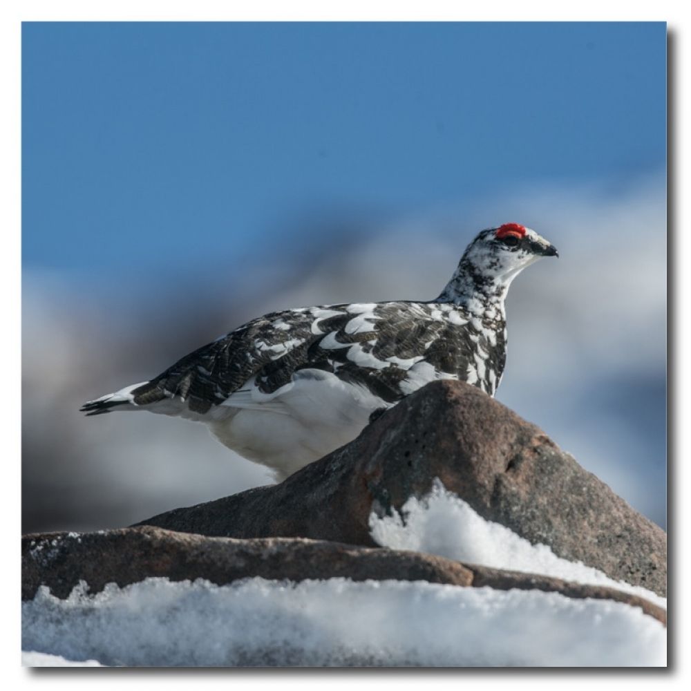 Ptarmigan 4 10 x 10 MDF Coaster.jpg