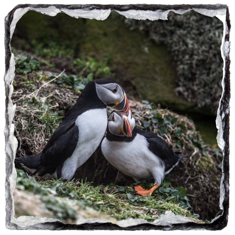 Puffin 3 slate coaster.jpg