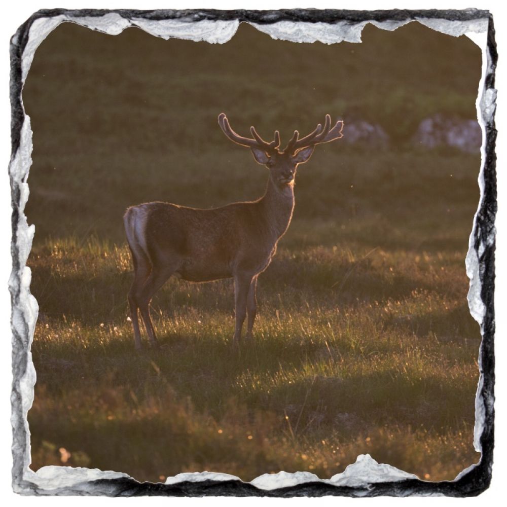 Red stag 37 10 x 10 slate coaster.jpg