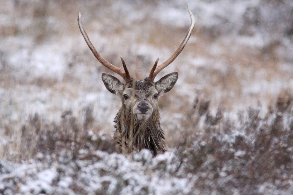 stag-in-sleet-large.jpg