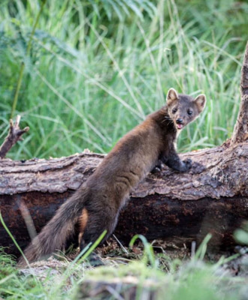 pine-marten-log-card-large.jpg