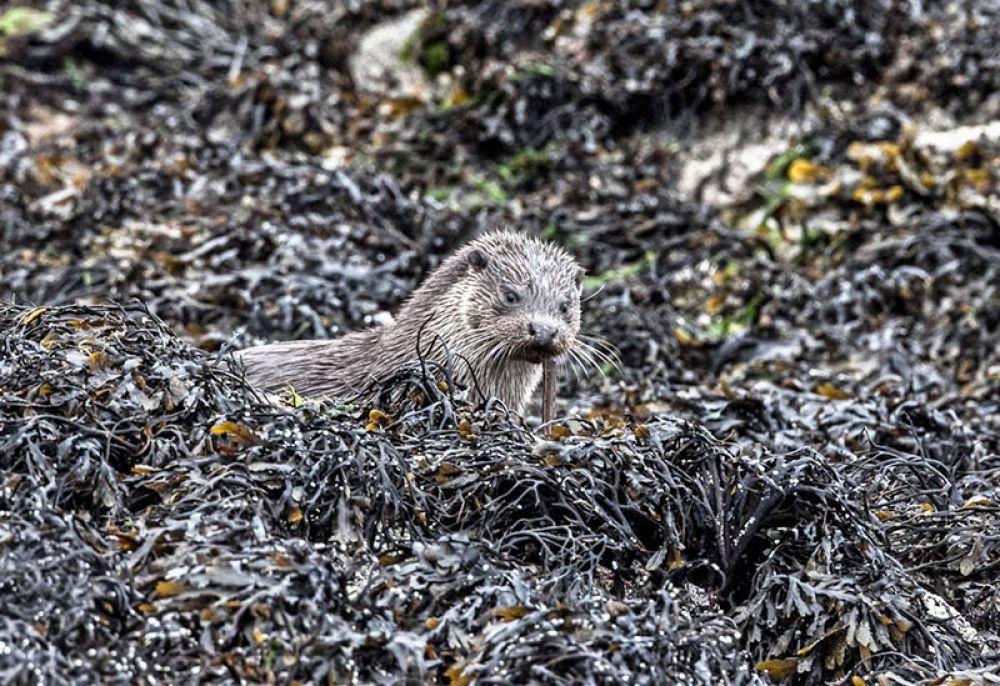 Otter-with-fish-large.jpg