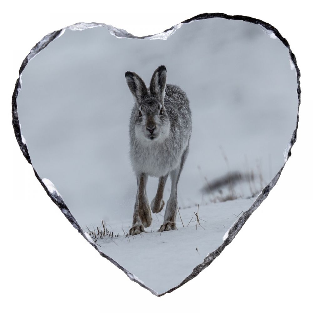 Mountain hare 1 15cm heart.jpg