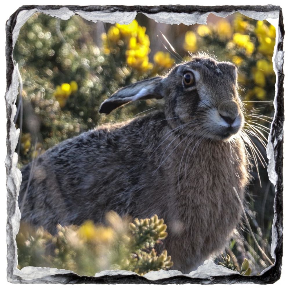 Brown hare 1 9 x 9.jpg