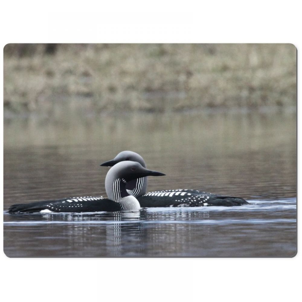 Black throated divers 1 chopping board.jpg