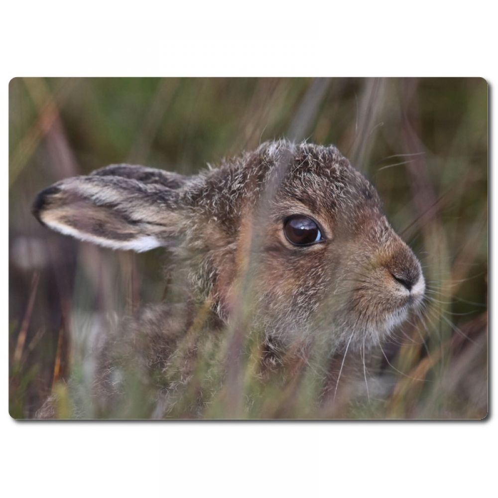 Mountain hare 2 aluminium.jpg