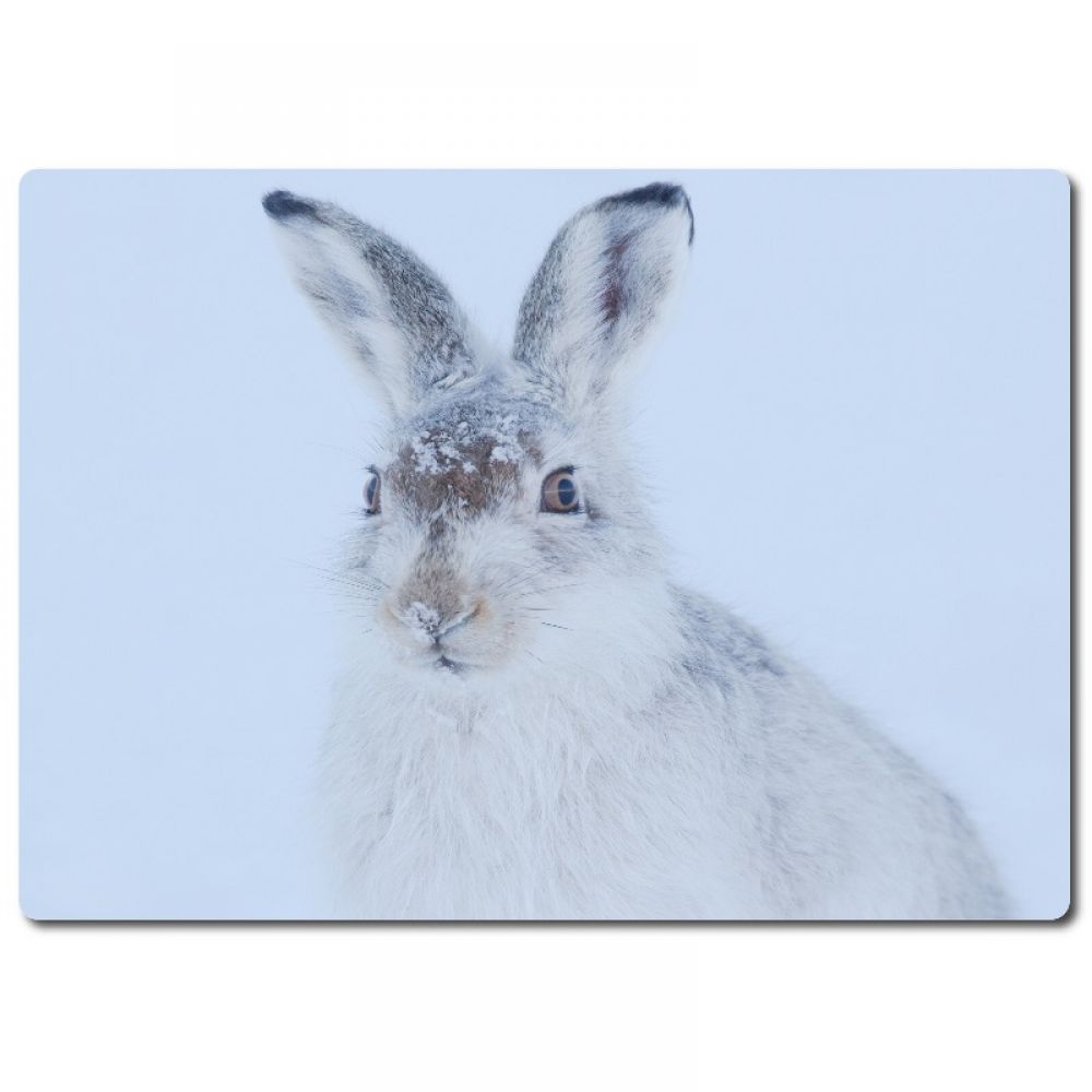 Mountain hare 3 aluminium.jpg