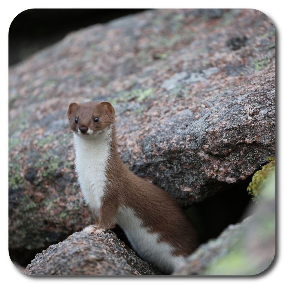 Stoat 1 10 x 10 MDF coaster for web.jpg