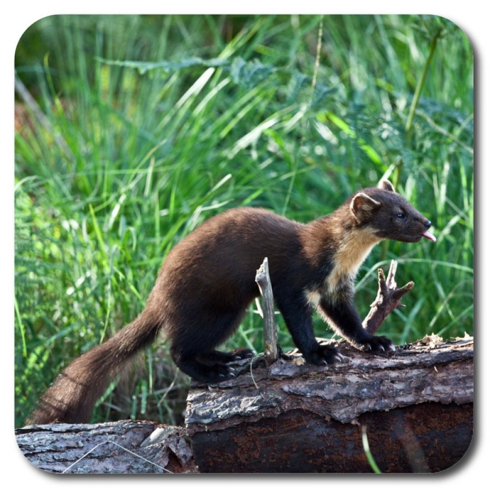 Pine Marten 2 10 x 10 MDF coaster for web.jpg