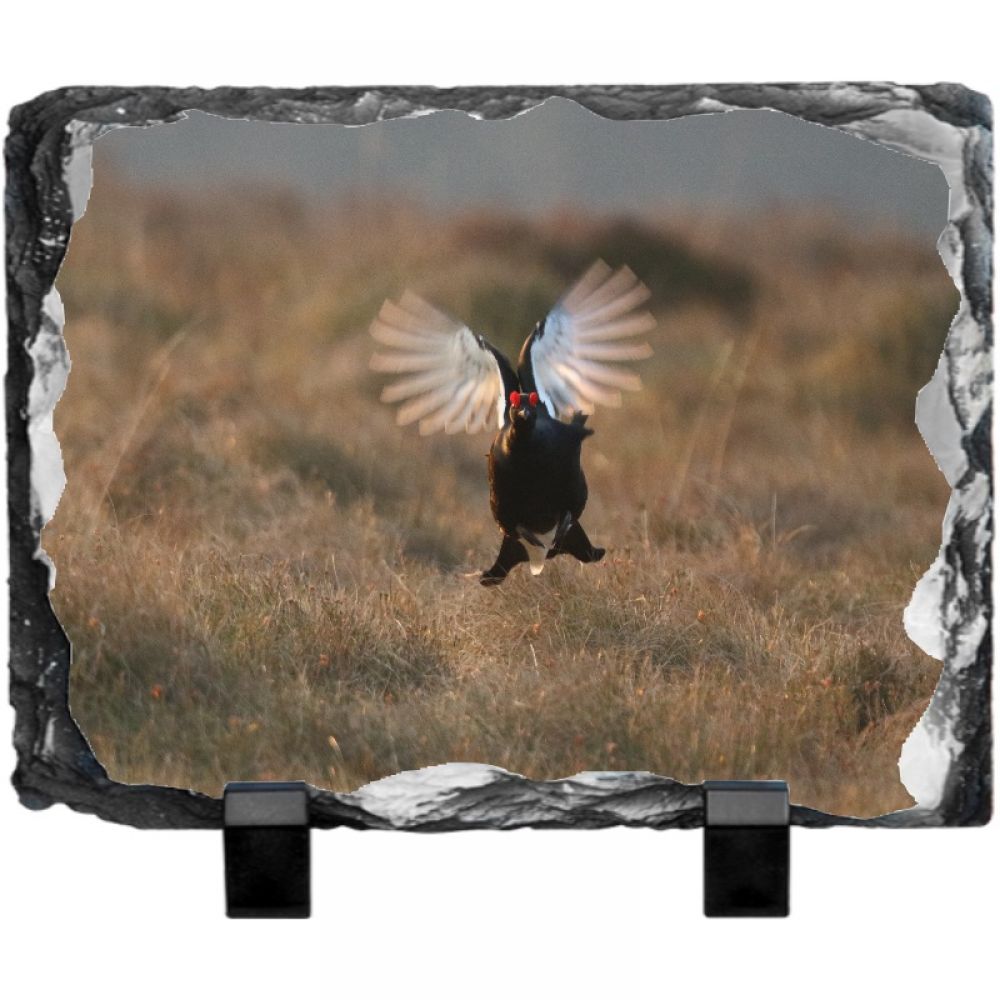 Black grouse 1 20 x 15.jpg