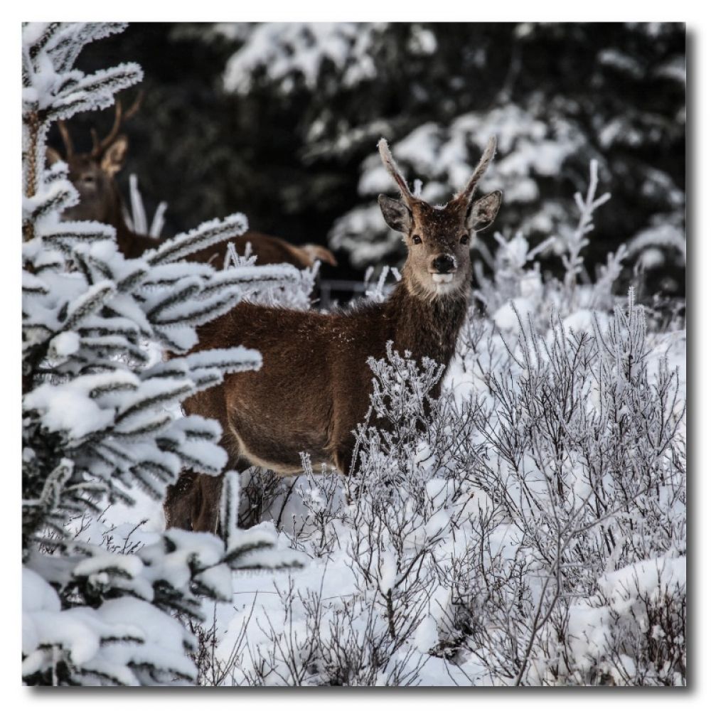 Red stag 19 10 x 10 mdf-2.jpg