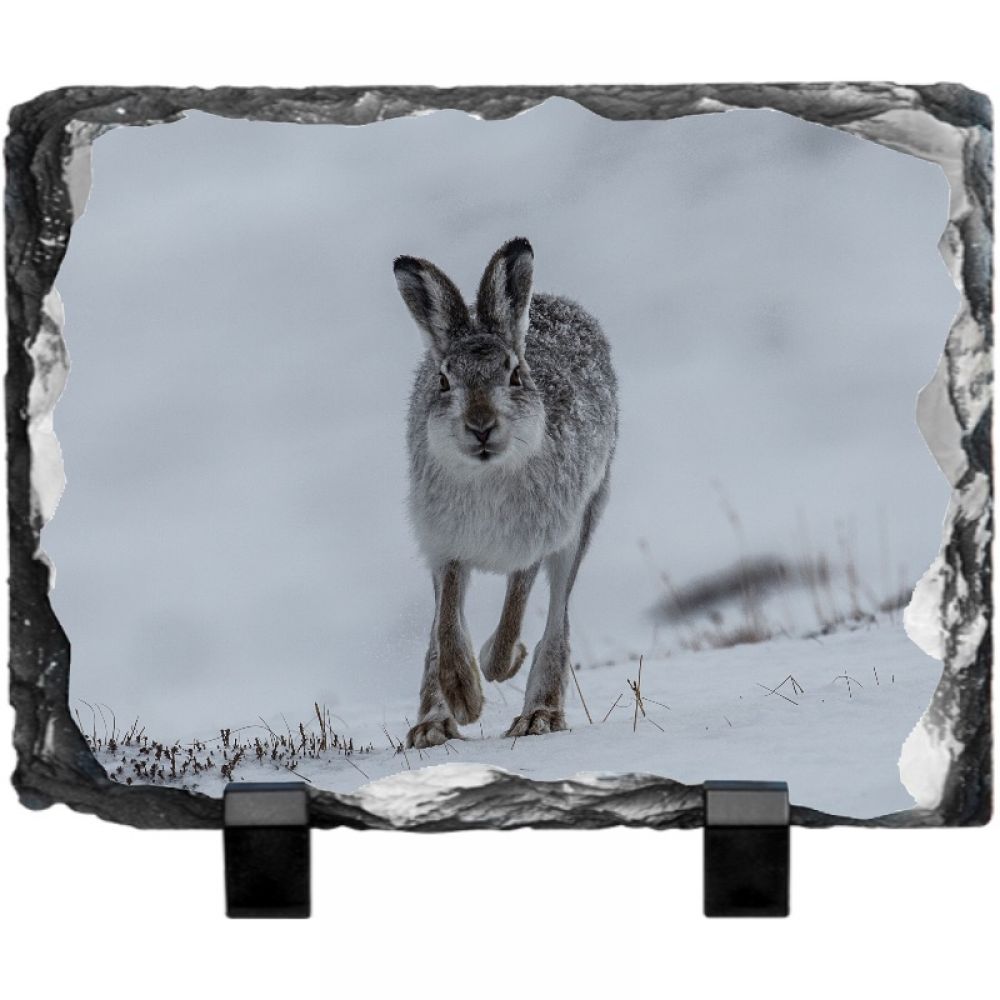 Mountain hare 1 20 x 15 Landscape.jpg