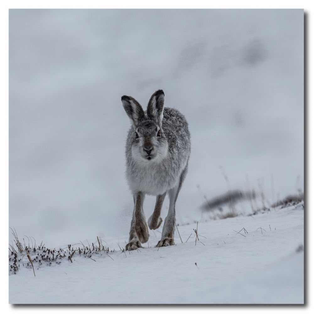 Mountain hare 1 matt coaster-2.jpg