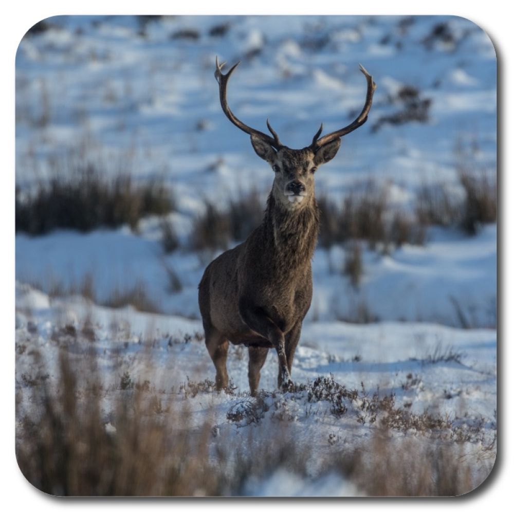 Red stag 1 10 x 10 MDF coaster for web.jpg