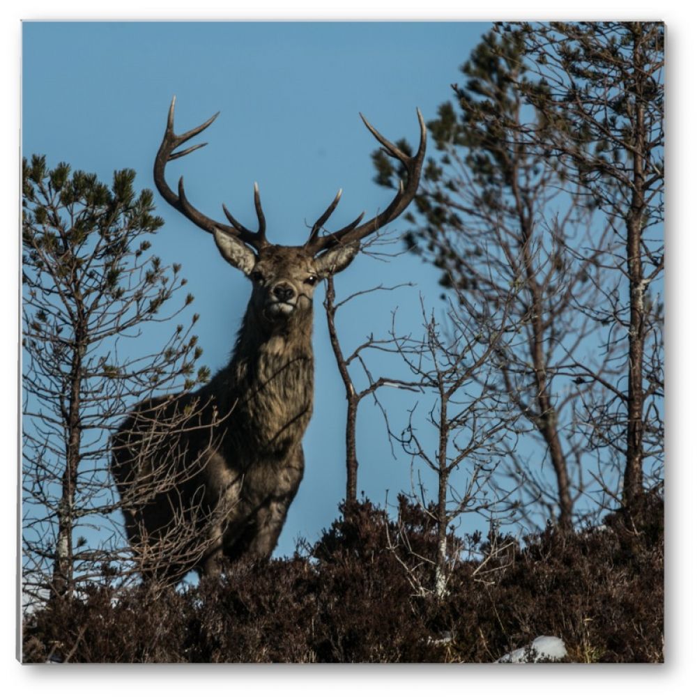 Red stag 33 glass coaster.jpg