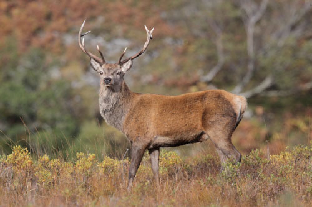 red-stag-autumn-card-large.jpg