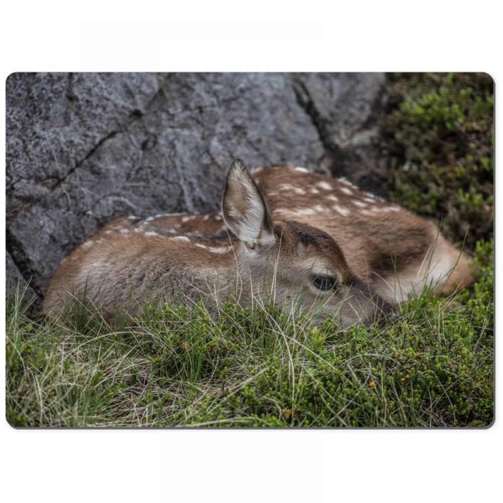 Red deer calf 1 chopping board.jpg