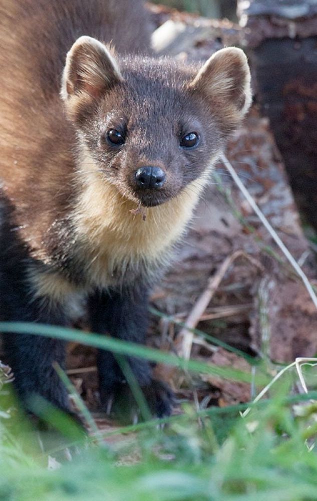 pine-marten-one-card-large.jpg