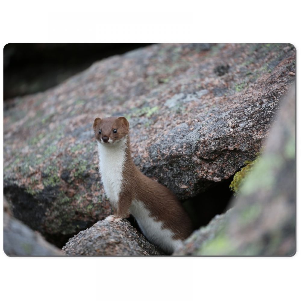 Stoat 1 fro chopping board.jpg