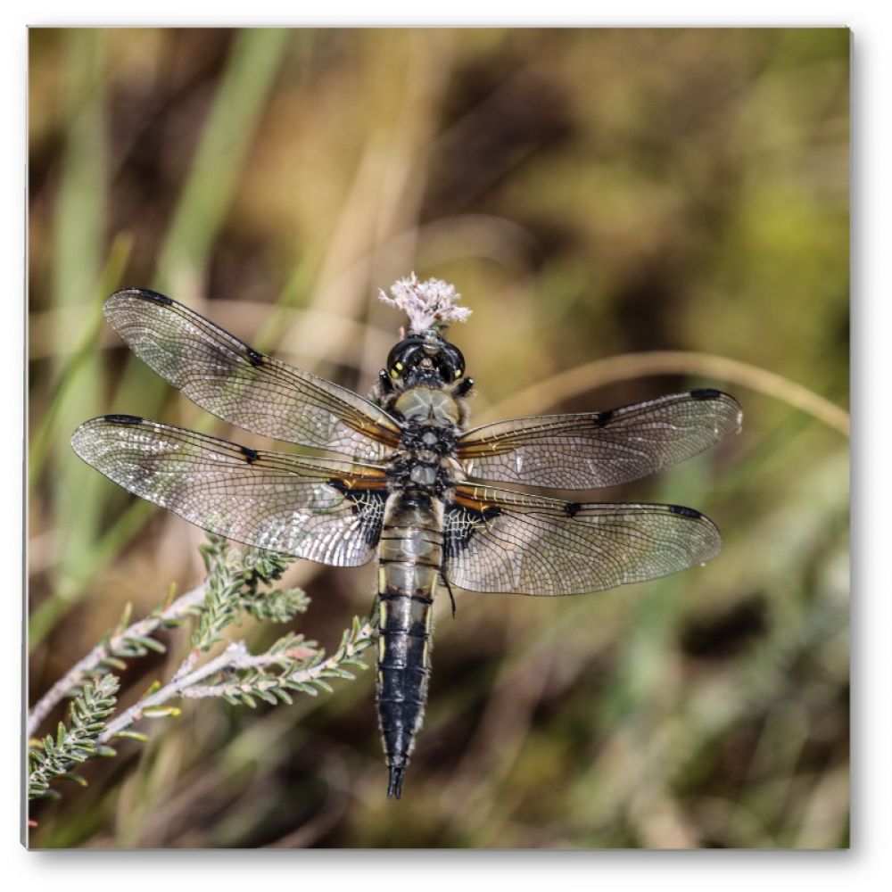4 Spotted Chaser 1 glass coaster.jpg