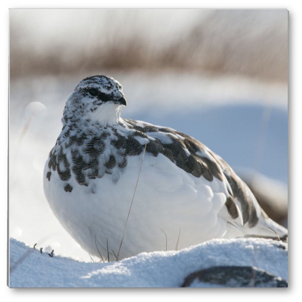 Ptarmigan 1 glass coaster.jpg