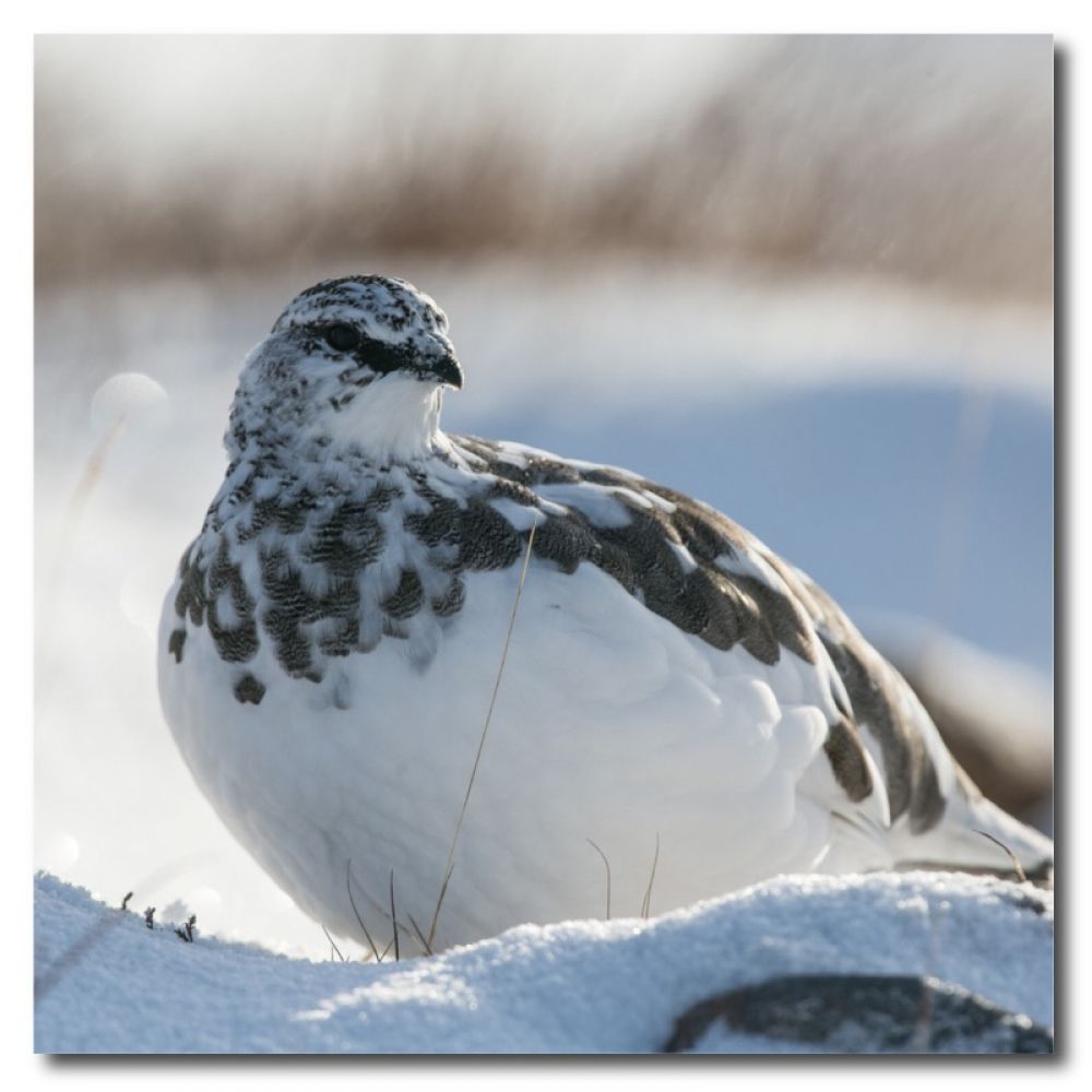 Ptarmigan 1 10 x 10 MDF.jpg