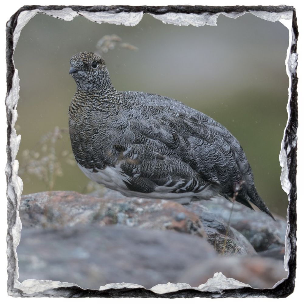 Ptarmigan 3 10 x 10 slate coaster.jpg