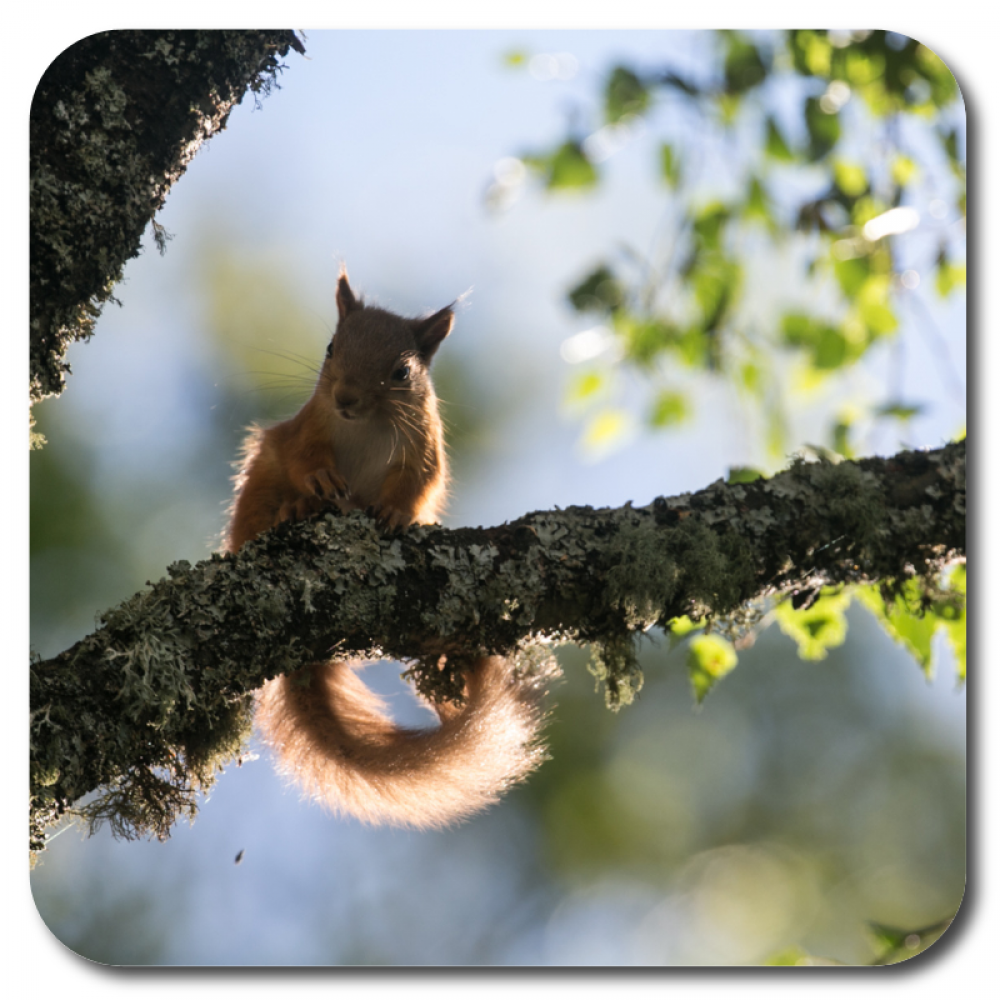 Red Squirrel 3 10 x 10 MDF coaster for web.png