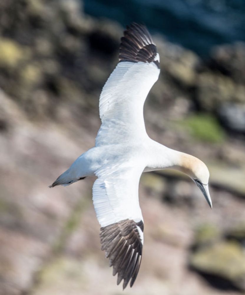 gannet-flight-large.jpg