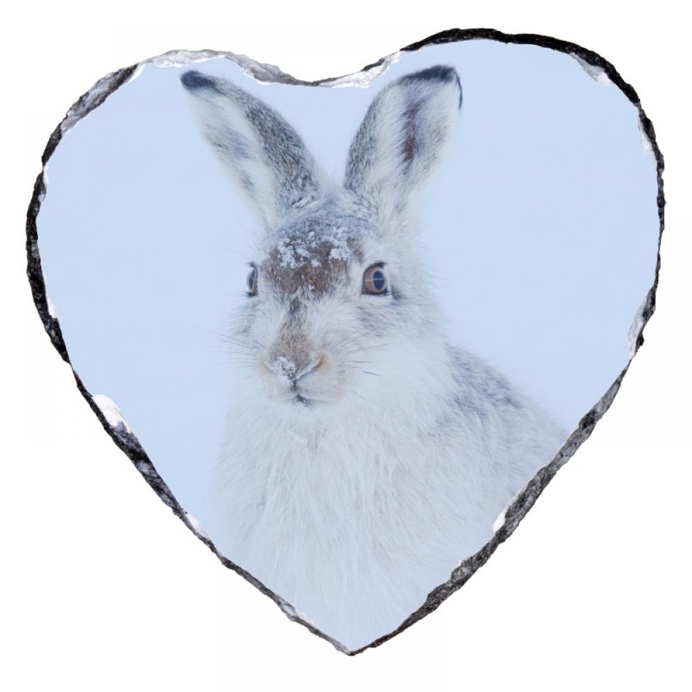 Mountain hare 3 Heart shape.jpg