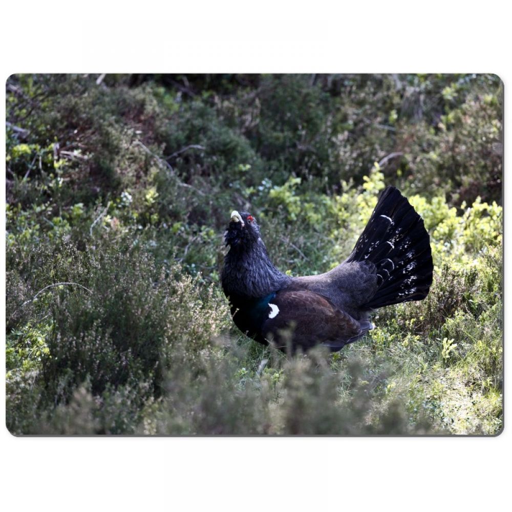 Capercaillie 1 chopping board.jpg