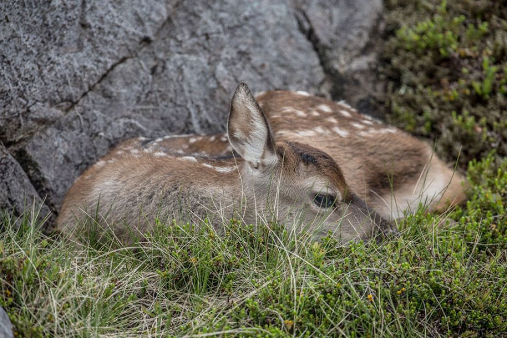 Red-Deer-calf-large.jpg