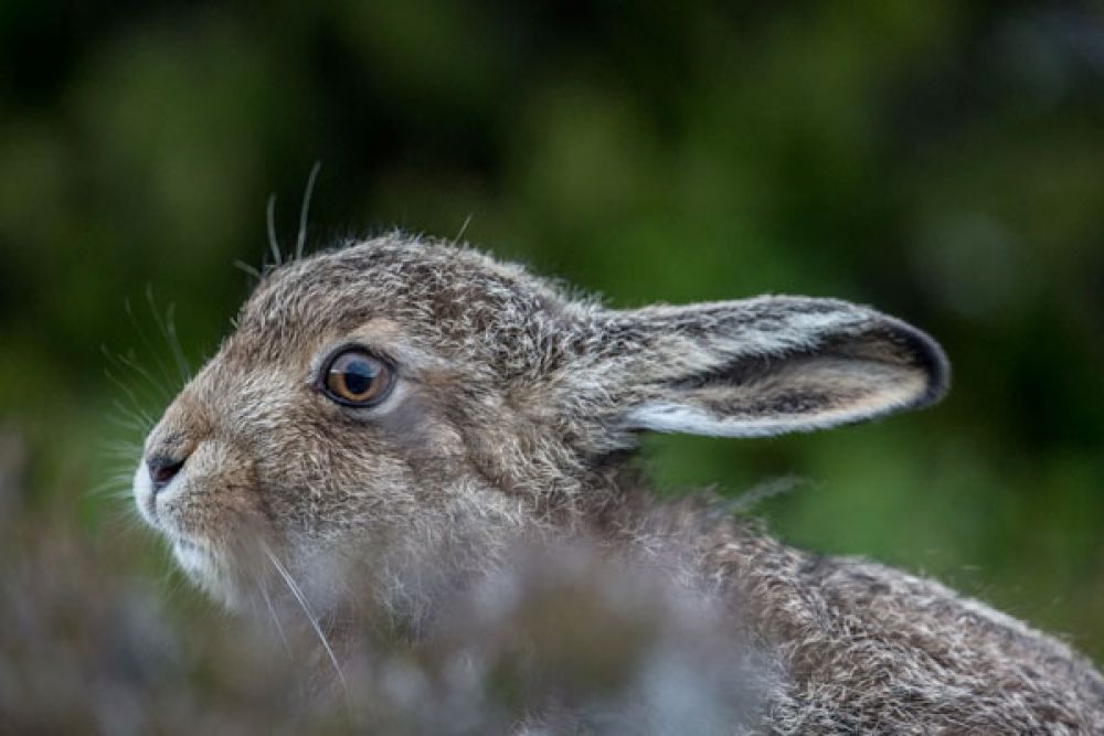 mountain-hare-leveret-two-large.jpg
