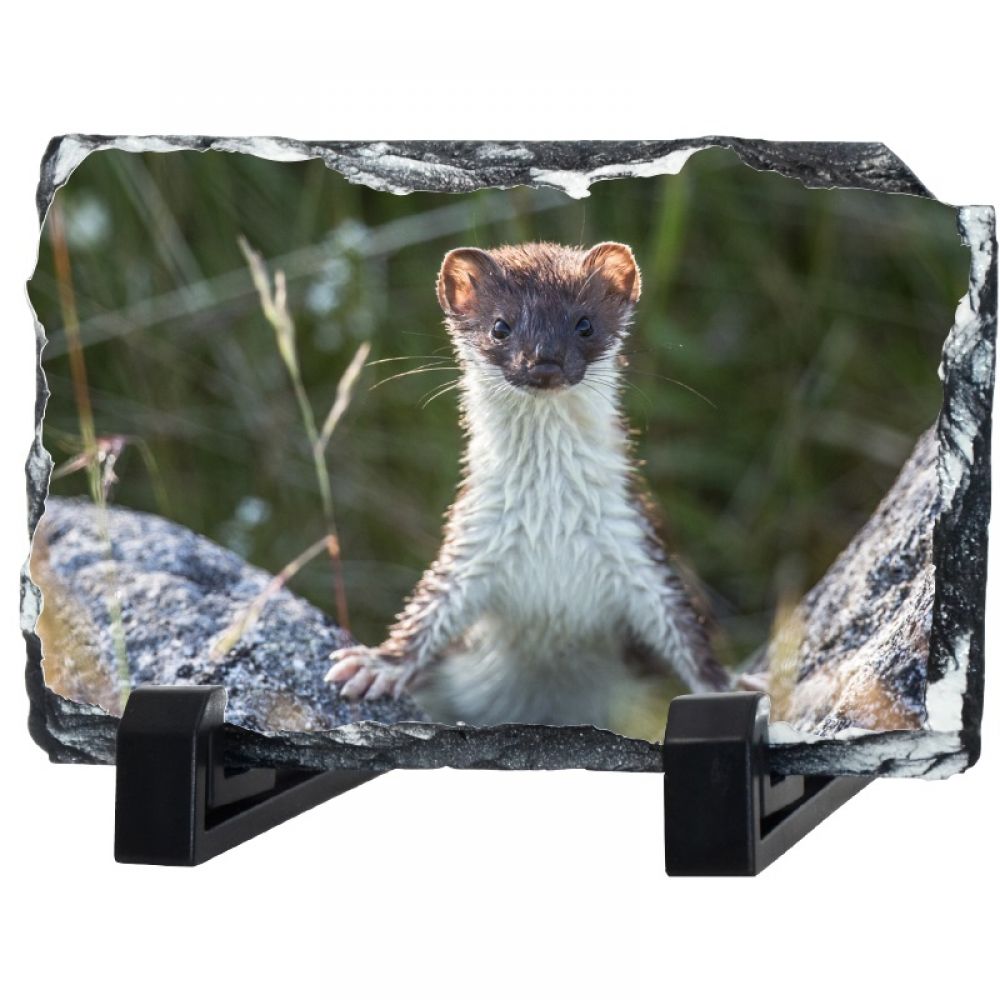 Weasel 30 x 20 slate.jpg