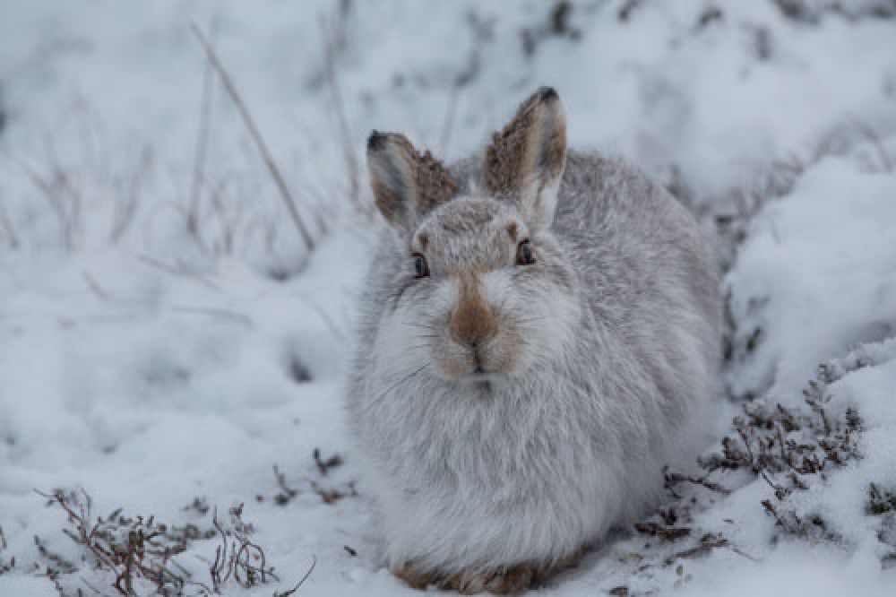 mountain-hare-resting-large.jpg