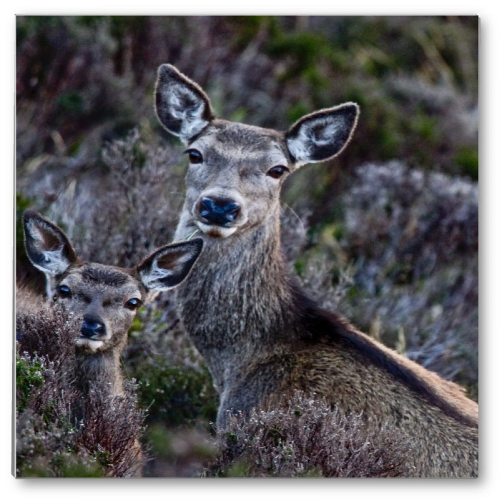 Red hind and calf 1 glass coaster.jpg