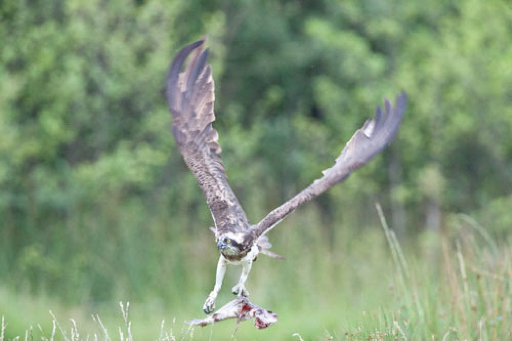 osprey-fish-card-large.jpg