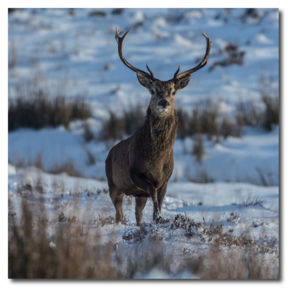 Red stag 1 matt coaster.jpg