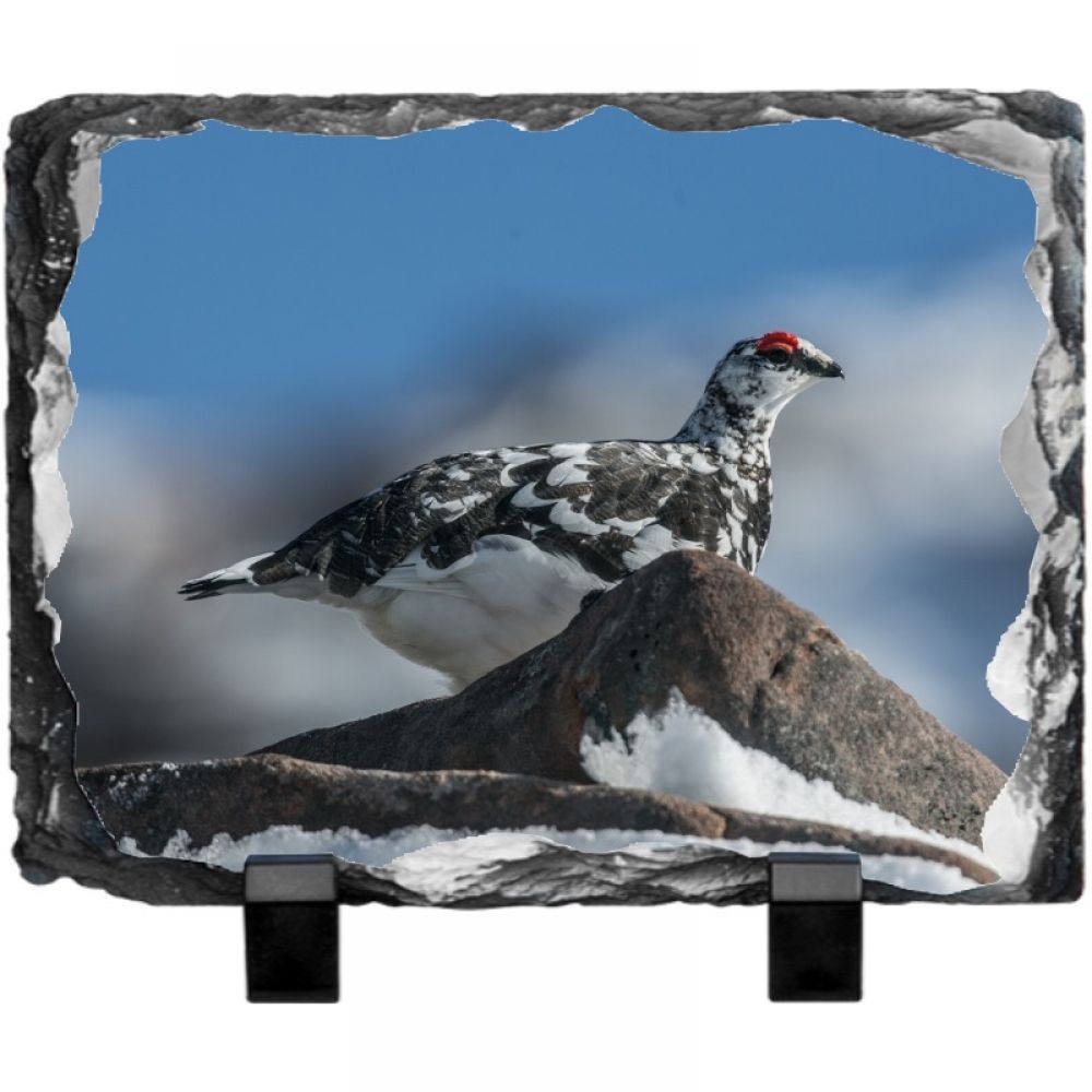 Ptarmigan 4 20 x 15.jpg