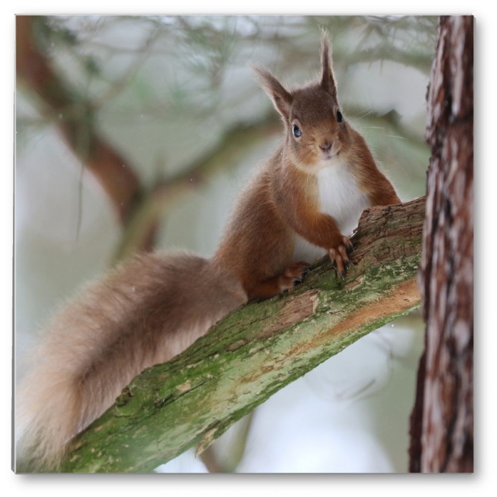 Squirrel 1 glass coaster.jpg