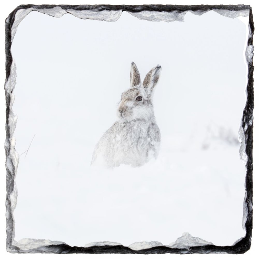 Mountain hare 2 9 x 9 slate coaster.jpg