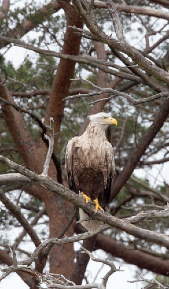 sea-eagle-card-large.jpg