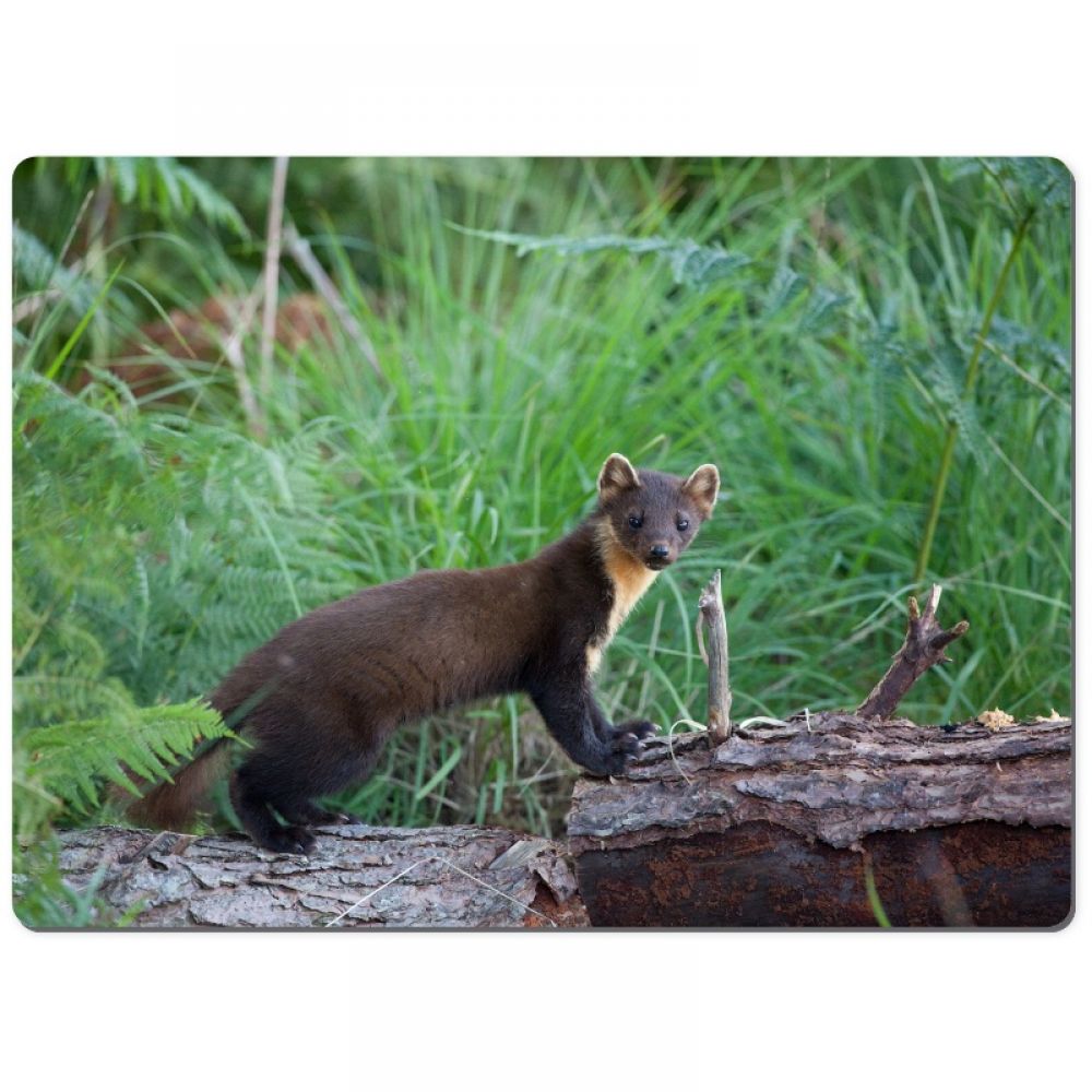 Pine marten 3 chopping board.jpg